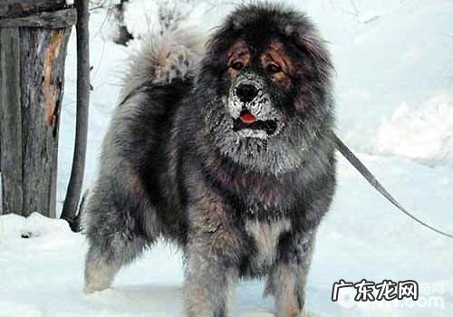 十大猛犬排名榜,你都了解有什么吗?