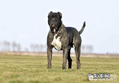 十大猛犬排名榜,你都了解有什么吗?