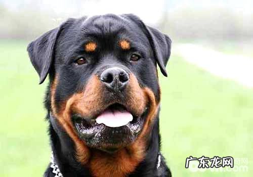 十大猛犬排名榜,你都了解有什么吗?