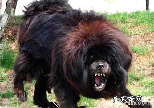 十大猛犬排名榜,你都了解有什么吗?