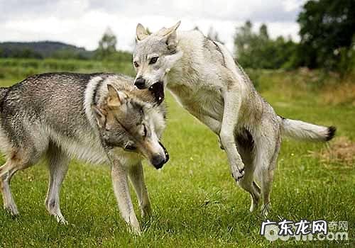 十大猛犬排名榜,你都了解有什么吗?