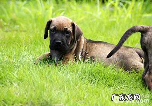 十大猛犬排名榜,你都了解有什么吗?