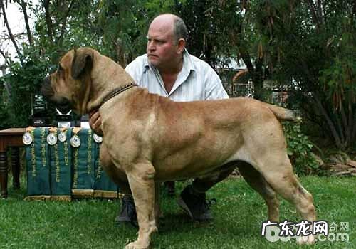 十大猛犬排名榜,你都了解有什么吗?