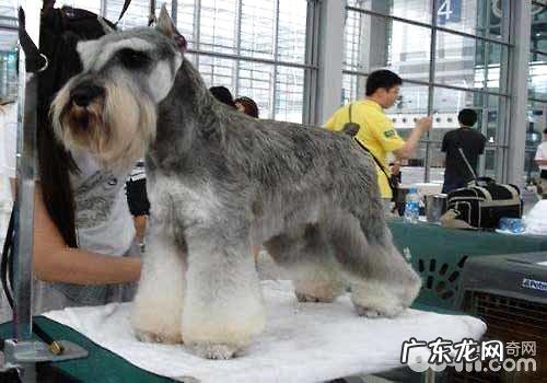 雪纳瑞造型全集,雪纳瑞造型详细介绍