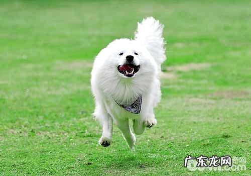 不一样类型的萨摩耶价格要多少钱?