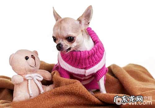 危害吉娃娃价格的要素有什么