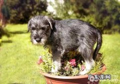 雪纳瑞价格，危害雪纳瑞价格要素