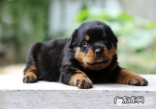 罗威纳犬价钱,罗威纳犬的详细介绍