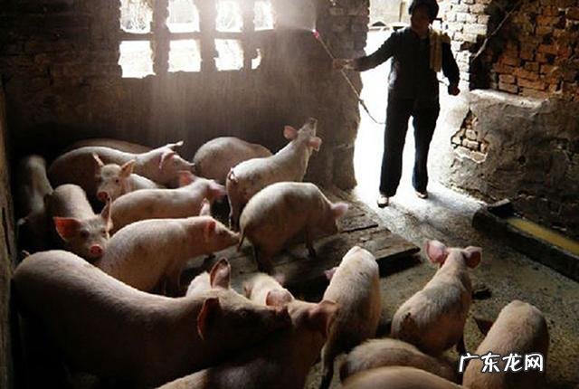 农村买猪买牛，农民不上秤就能估算猪牛体重，这方法其实很简单