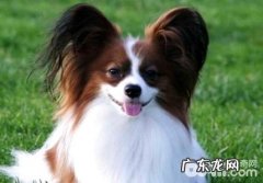 蝴蝶犬多少钱一只？蝴蝶犬如何喂养？