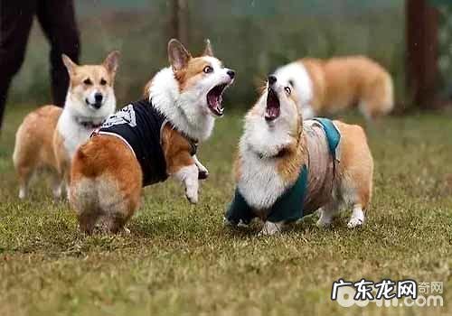 危害柯基犬价格的缘故有什么?