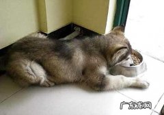 阿拉斯加犬雪橇犬吃什么食物