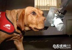 你了解小狗担心哪些味道吗？