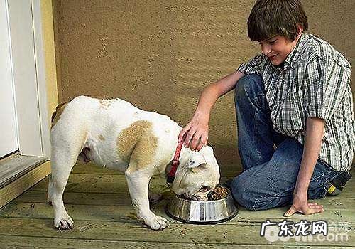 你不可不知道的宠物犬喂养专业知识