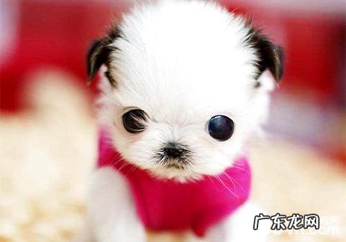 茶杯犬多少钱一只？茶杯犬喂养常见问题