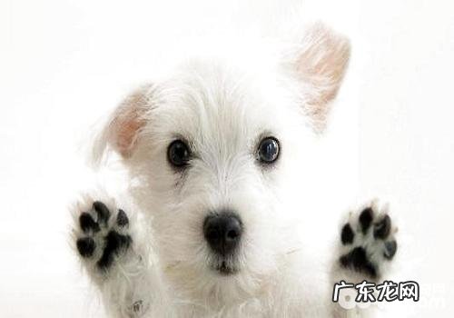 狗狗感冒了应当吃什么中药?