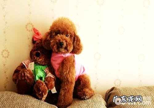 泰迪犬怎么养？泰迪幼犬饲养方式