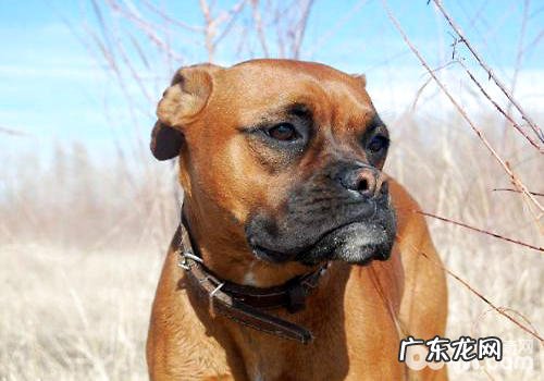 拳狮犬要多少钱