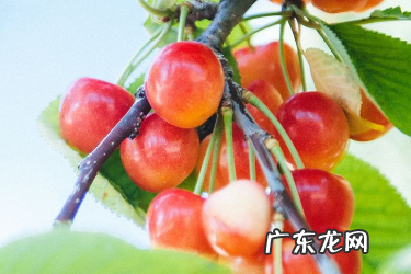 2020年天猫夏日狂欢购招商规则是什么?招商要求介绍