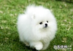 一只小博美犬要多少钱？如何喂养？