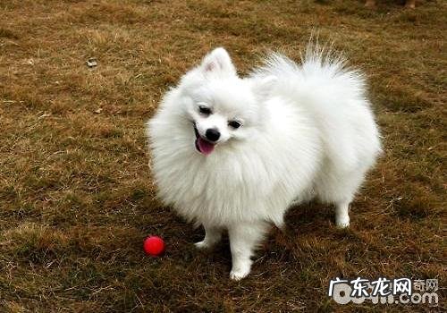 博美犬多少钱一只?纯种博美犬多少钱一只?