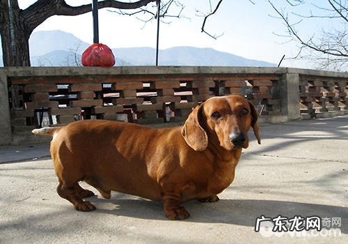 腊肠犬喂养常见问题