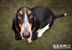 巴吉度犬不太好养的八大原因