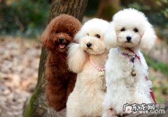 智商排名前十的小狗有什么？