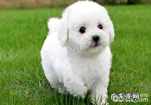 比熊缺陷大列举?比熊优势与劣势