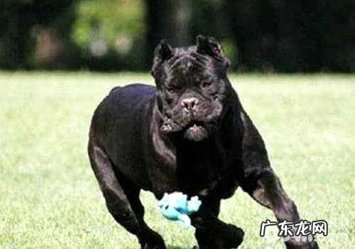 合适家里养的巨型犬都有哪些？