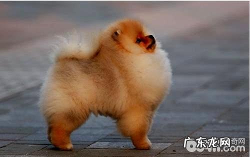 博美犬能吃啥?博美犬不能吃什么?