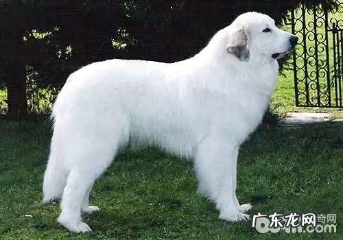 大白熊犬缺陷都有哪些？