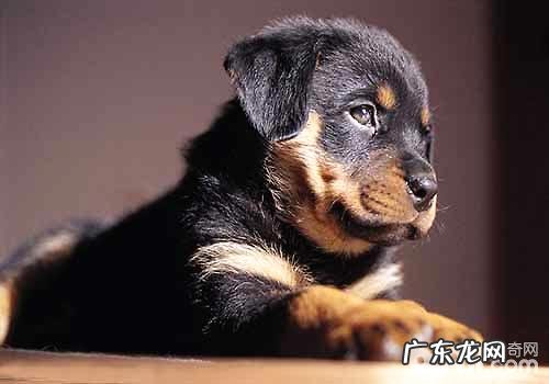 分析罗威纳的优势与劣势