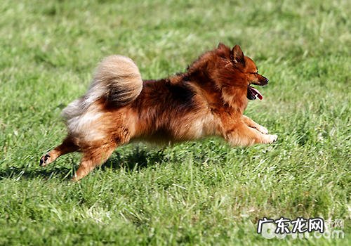 博美犬缺点?博美犬缺点都有哪些