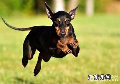 曼彻斯特梗如何喂养？曼彻斯特梗喂养方法