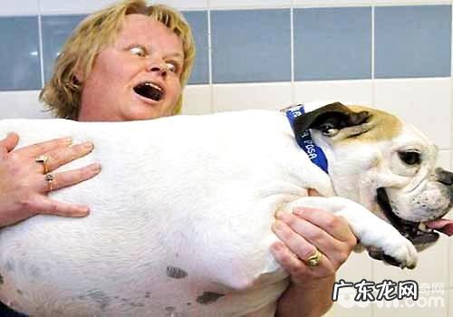 小狗长胖的原因有什么?