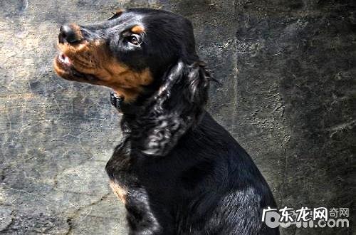 哥顿雪达犬好养吗？哥顿雪达犬特性