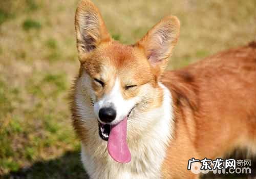 柯基优势有哪些呢??柯基优势大分析