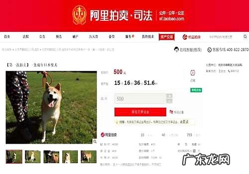 柴犬为主导人抵账被竞拍,狗狗:这世界一件事填满深深故意
