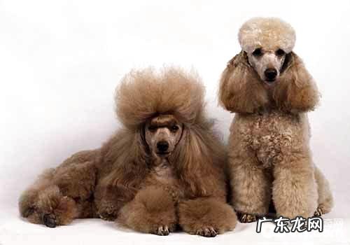 泰迪犬喂养的常见问题都有哪些?