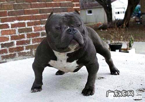 恶霸犬的优势都有哪些?