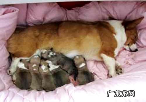 小狗母乳不够吃该怎么办?