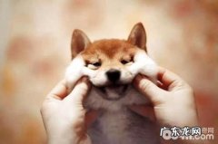 小狗在吃排便的情况下不觉得臭吗？小狗吃排便的缘故有什么？