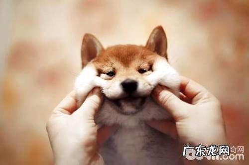 小狗在吃排便的情况下不觉得臭吗？小狗吃排便的缘故有什么？