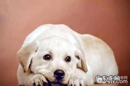 狗怕什么物品?碰到便会避开的那类