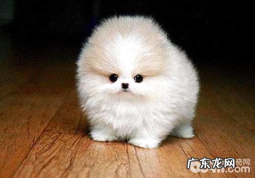 汇总世界最可爱的狗狗都有哪些?