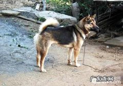 最适合做看门犬的小狗都有哪些？