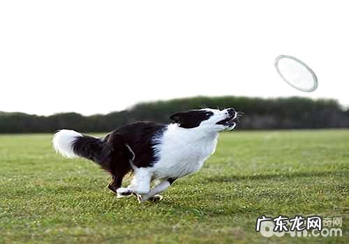 能够做飞盘狗的小狗都有哪些?