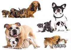 选择小狗的常见问题有什么