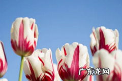 淘宝宝贝描述怎么编辑 淘宝直播过往记录不良能恢复吗？要注意什么？淘宝问大家是不是刷的